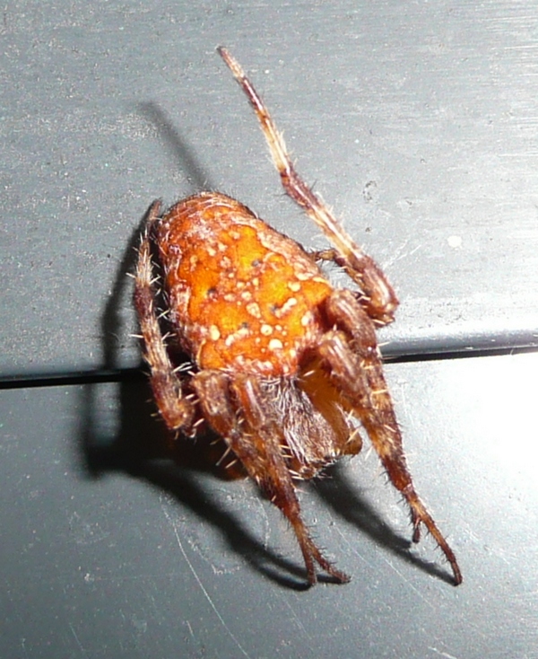 Tutti e due araneus diadematus?